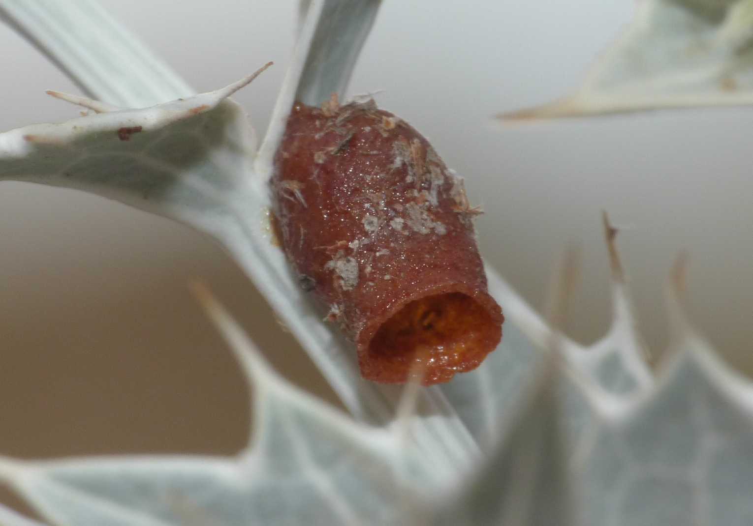 Anthidiellum strigatum ♂ (Apidae Megachilinae)